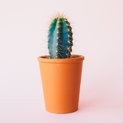 Photo of a small cactus in a pot.
